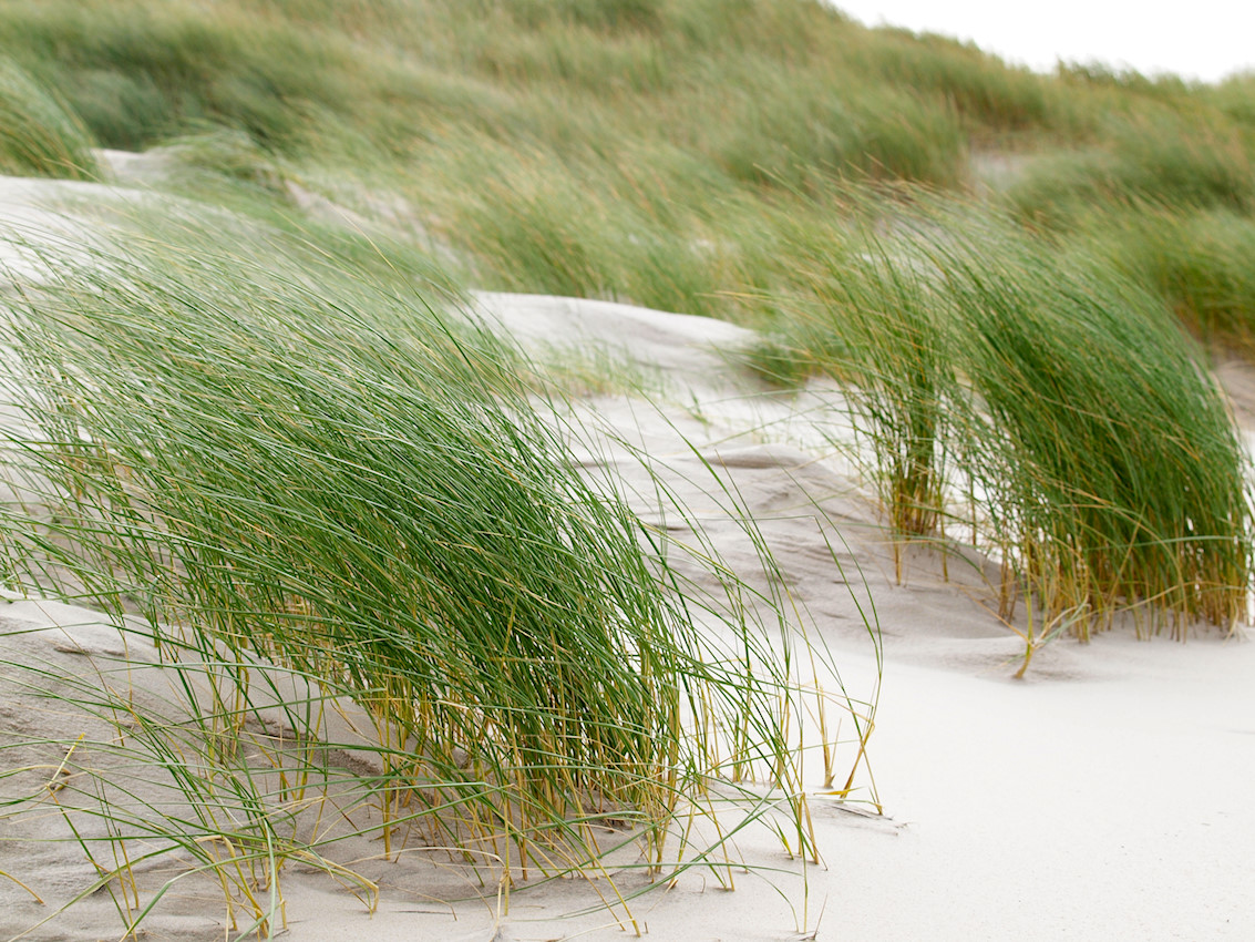 Picofnat Michaels Naturfotoblog Strandhafer